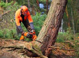 Best Tree Health Inspection  in Mackinaw, IL