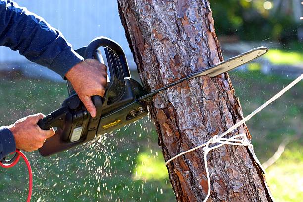 Best Tree Removal Service  in Mackinaw, IL