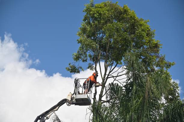 Best Tree Planting  in Mackinaw, IL