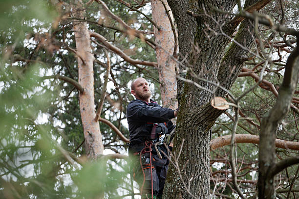 Tree and Shrub Care in Mackinaw, IL